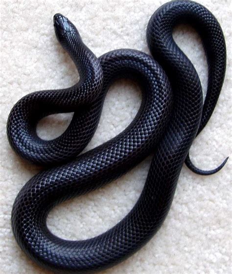 black pet snake|black snake identification.